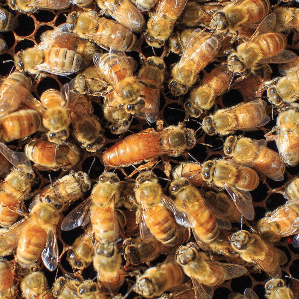 bee for sale